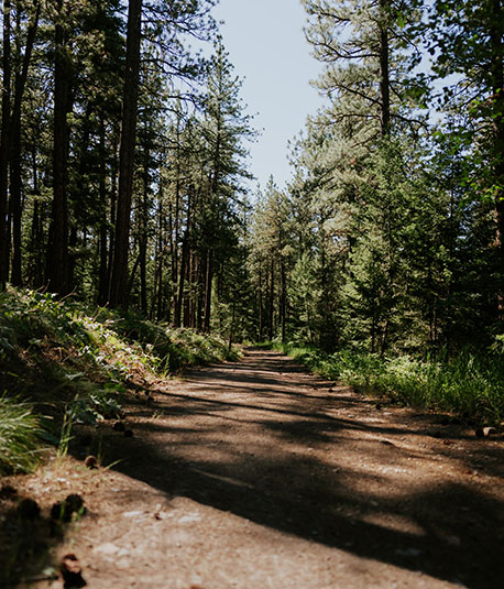 Wooded nature trail