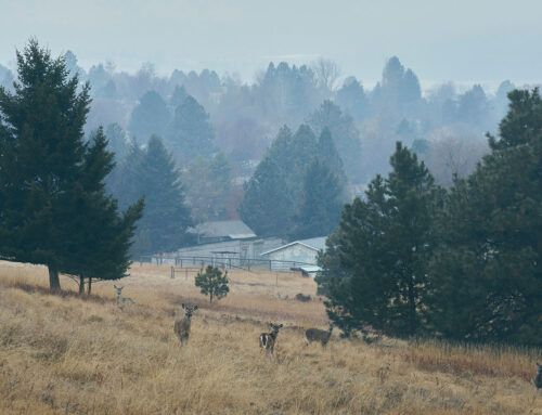 Missoula Landscape 8